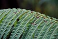 Ã¢â¬ËAma'u ferns in Hawaii Volcanoes National Park, Hawaii